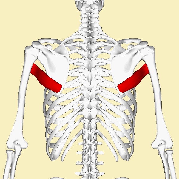 teres_major_muscle_animation